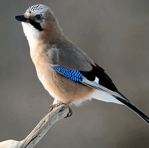 gif anime oiseau Page 4